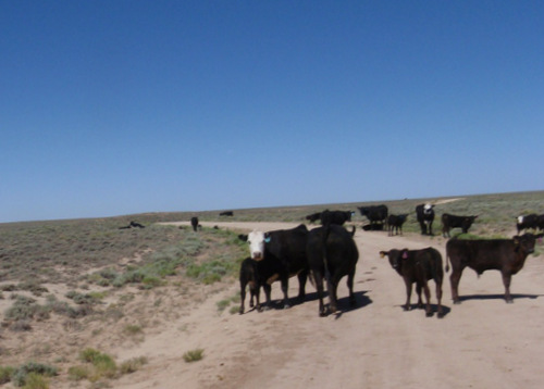 Cattle on the GDMBR.